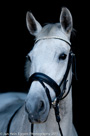 Black series portretten paarden